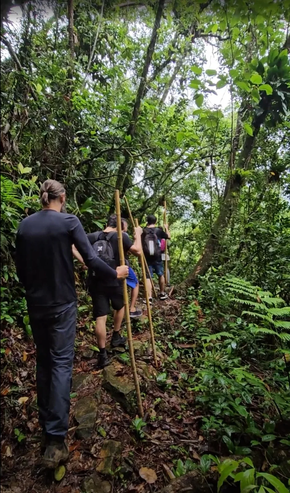 Caminho pela floresta